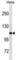 Lon Peptidase 1, Mitochondrial antibody, abx031076, Abbexa, Western Blot image 