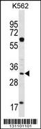 Ficolin 3 antibody, 56-507, ProSci, Western Blot image 