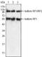 Paternally Expressed 10 antibody, NBP1-28900, Novus Biologicals, Western Blot image 
