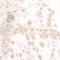 Nicotinamide Phosphoribosyltransferase antibody, NB100-594, Novus Biologicals, Immunohistochemistry frozen image 