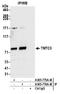 Transmembrane And Tetratricopeptide Repeat Containing 3 antibody, A305-776A-M, Bethyl Labs, Immunoprecipitation image 