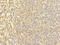 Lymphocyte Antigen 9 antibody, LS-C676010, Lifespan Biosciences, Immunohistochemistry paraffin image 