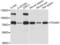 Toll Like Receptor Adaptor Molecule 1 antibody, LS-C331302, Lifespan Biosciences, Western Blot image 