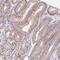 ER Membrane Protein Complex Subunit 6 antibody, PA5-64051, Invitrogen Antibodies, Immunohistochemistry frozen image 