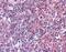 Adhesion G Protein-Coupled Receptor E2 antibody, NLS1663, Novus Biologicals, Immunohistochemistry paraffin image 