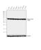 Tubulin Gamma 1 antibody, GTX15794, GeneTex, Western Blot image 