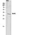 Inhibin Subunit Beta C antibody, A10556-1, Boster Biological Technology, Western Blot image 