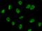 Ring Finger Protein 1 antibody, GTX02396, GeneTex, Immunofluorescence image 