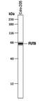 Fucosyltransferase 8 antibody, PA5-47774, Invitrogen Antibodies, Western Blot image 