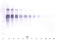 Interleukin-12 subunit alpha antibody, TA328229, Origene, Western Blot image 