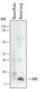 C-X-C Motif Chemokine Ligand 17 antibody, MAB4270, R&D Systems, Western Blot image 