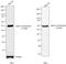 Alpha-1-antitrypsin antibody, PA5-16661, Invitrogen Antibodies, Western Blot image 