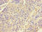Keratin 4 antibody, LS-C319042, Lifespan Biosciences, Immunohistochemistry paraffin image 