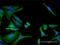 Integrin Subunit Alpha 1 antibody, H00003672-M02, Novus Biologicals, Immunocytochemistry image 