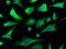 Stratifin antibody, GTX02307, GeneTex, Immunofluorescence image 