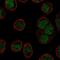 Krueppel-like factor 1 antibody, NBP2-49023, Novus Biologicals, Immunofluorescence image 
