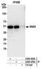 Sorting Nexin 5 antibody, A305-493A, Bethyl Labs, Immunoprecipitation image 
