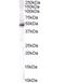 Sorting Nexin 5 antibody, orb18604, Biorbyt, Immunohistochemistry paraffin image 