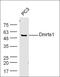 DMRT Like Family A1 antibody, orb156601, Biorbyt, Western Blot image 