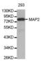 MAP2 antibody, abx000724, Abbexa, Western Blot image 