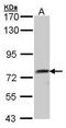 Quiescin Sulfhydryl Oxidase 1 antibody, PA5-21578, Invitrogen Antibodies, Western Blot image 