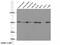 Peroxisome Proliferator Activated Receptor Gamma antibody, 22061-1-AP, Proteintech Group, Western Blot image 