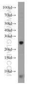 Nudix Hydrolase 8 antibody, 16098-1-AP, Proteintech Group, Western Blot image 