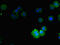 NOX5 antibody, LS-C676176, Lifespan Biosciences, Immunofluorescence image 