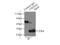 Tyrosine 3-Monooxygenase/Tryptophan 5-Monooxygenase Activation Protein Epsilon antibody, 11648-2-AP, Proteintech Group, Immunoprecipitation image 