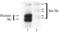 SKI Proto-Oncogene antibody, ALX-804-221-C100, Enzo Life Sciences, Western Blot image 