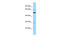 Cysteine-rich with EGF-like domain protein 1 antibody, ARP45003_P050, Aviva Systems Biology, Western Blot image 