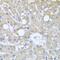 Tubulin Gamma Complex Associated Protein 3 antibody, GTX32942, GeneTex, Immunohistochemistry paraffin image 