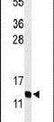 Gonadotropin Releasing Hormone 2 antibody, PA5-26785, Invitrogen Antibodies, Western Blot image 