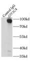 General Transcription Factor IIIC Subunit 4 antibody, FNab03717, FineTest, Immunoprecipitation image 