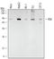 Ribosomal Protein S6 Kinase A2 antibody, AF2056, R&D Systems, Western Blot image 