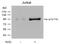 Vav Guanine Nucleotide Exchange Factor 1 antibody, GTX50201, GeneTex, Western Blot image 