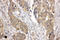 LIM And SH3 Protein 1 antibody, LS-C312937, Lifespan Biosciences, Immunohistochemistry frozen image 