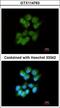 Sarcolemma Associated Protein antibody, LS-C186375, Lifespan Biosciences, Immunocytochemistry image 