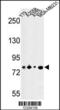 CSRP2BP antibody, 63-678, ProSci, Western Blot image 