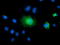 Tectonic-2 antibody, TA501477, Origene, Immunofluorescence image 