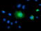 Tectonic Family Member 2 antibody, TA501477, Origene, Immunofluorescence image 