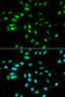 Paired Box 3 antibody, LS-C331629, Lifespan Biosciences, Immunofluorescence image 