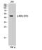 Inhibitor Of Nuclear Factor Kappa B Kinase Regulatory Subunit Gamma antibody, A00874S31-1, Boster Biological Technology, Western Blot image 