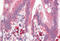 Acyl-CoA Thioesterase 11 antibody, MBS245451, MyBioSource, Immunohistochemistry frozen image 