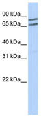 Transcription Factor Binding To IGHM Enhancer 3 antibody, TA333917, Origene, Western Blot image 