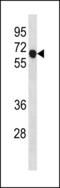 Cycb antibody, LS-C203888, Lifespan Biosciences, Western Blot image 