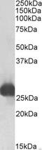 Cytochrome B5 Reductase 3 antibody, 42-439, ProSci, Western Blot image 