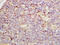 Glycerophosphodiester Phosphodiesterase Domain Containing 3 antibody, GTX52060, GeneTex, Immunohistochemistry paraffin image 