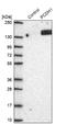 Protocadherin 1 antibody, NBP2-47321, Novus Biologicals, Western Blot image 