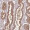 Sodium Channel Modifier 1 antibody, HPA052439, Atlas Antibodies, Immunohistochemistry frozen image 